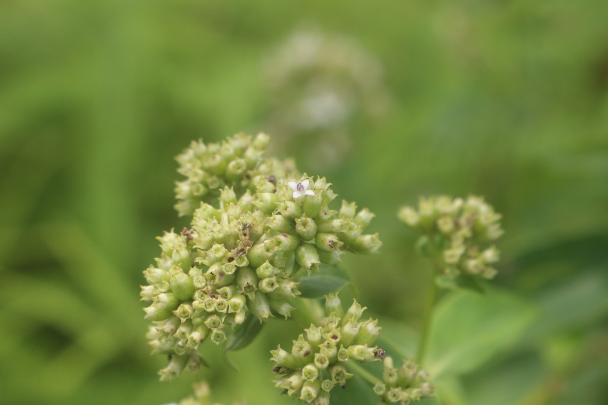 Hedyotis fruticosa L.